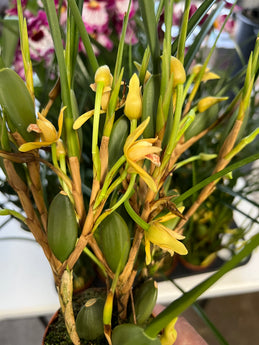 Maxillaria tenuifolia (yellow) ‘Yamada’ AM/AOS (IN FLOWER WHILE SUPPLIES LAST)