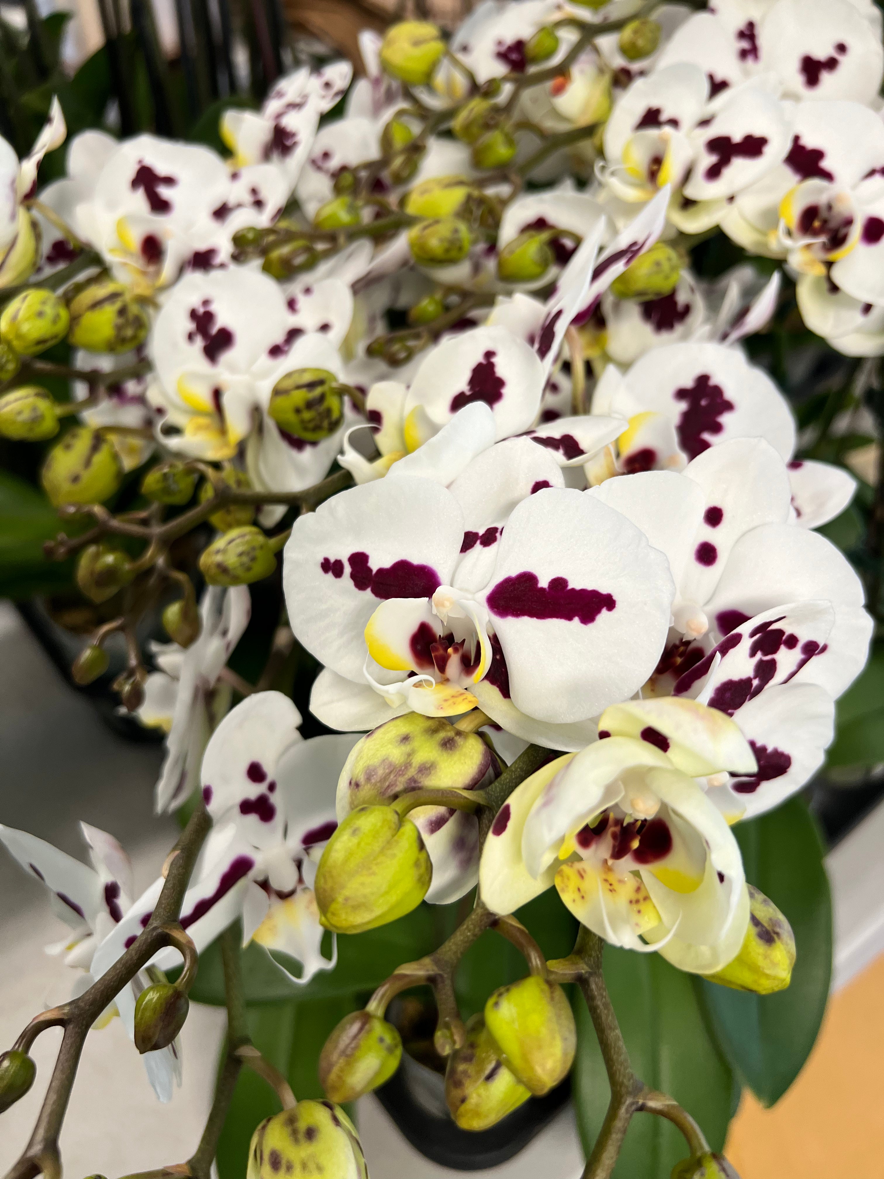 Phalaenopsis Fong Tien’s Amapearl (In flower/bud)