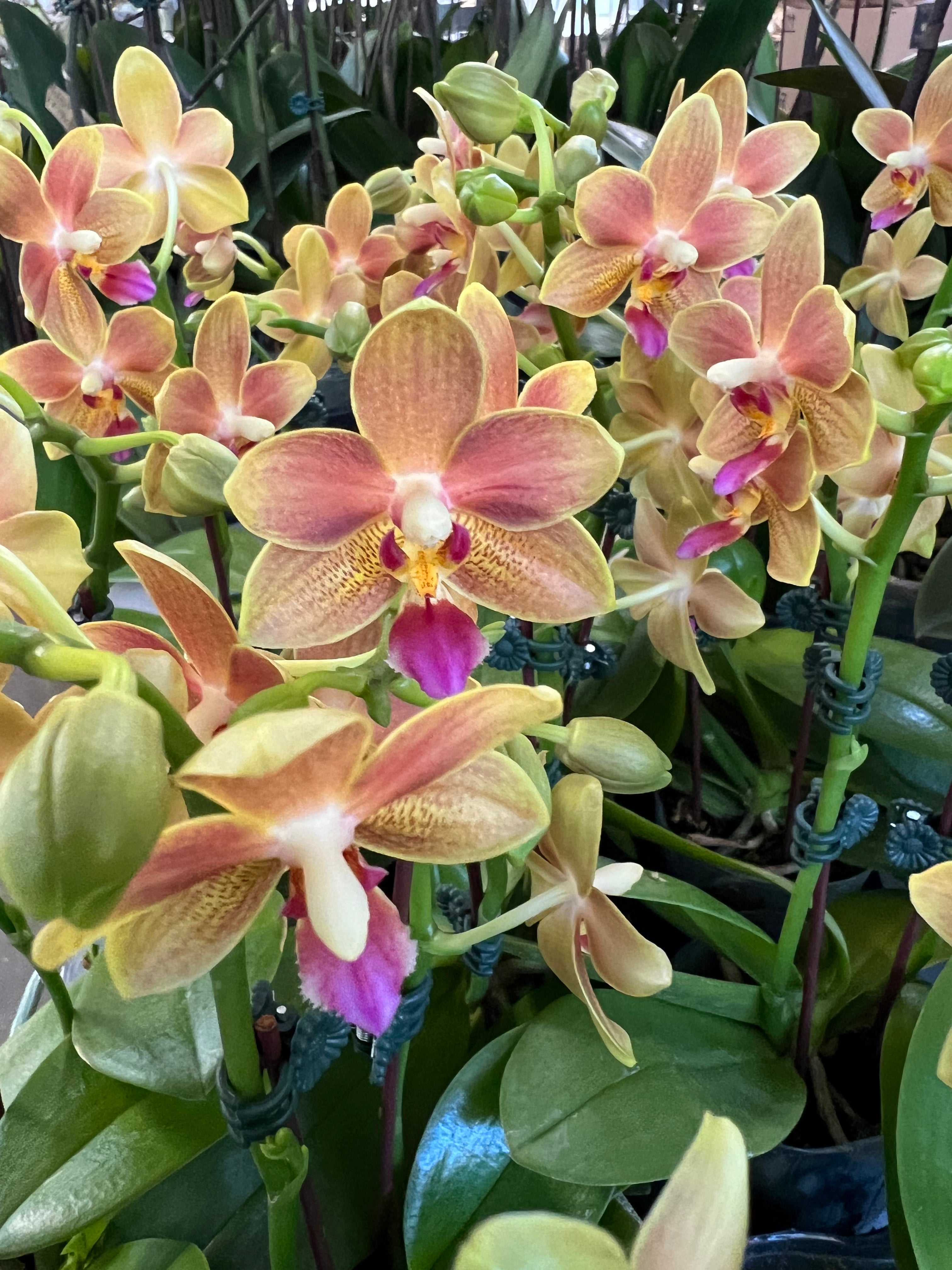 Phalaenopsis Sogo perfume (in flower/bud)