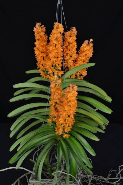 Vanda Ladda Gold