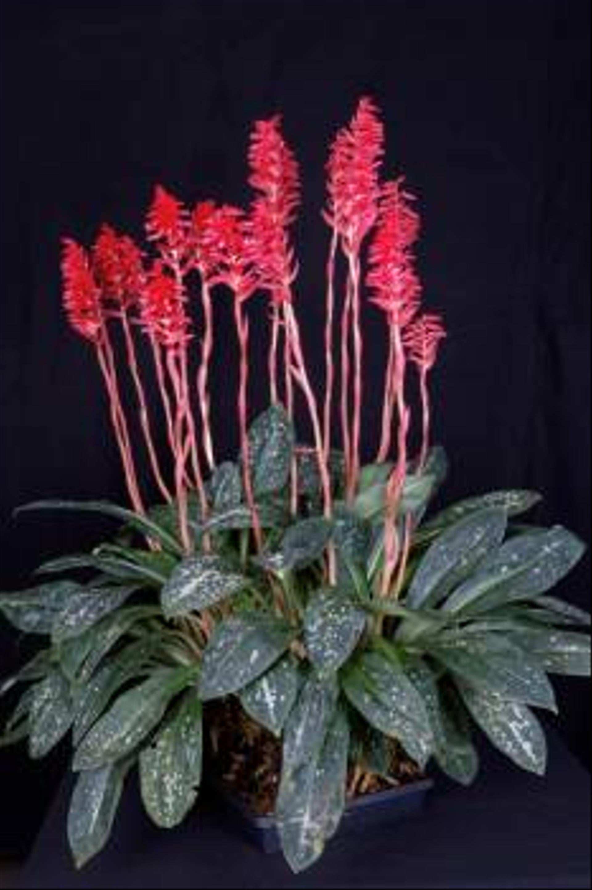 Stenorrhynchos speciosum