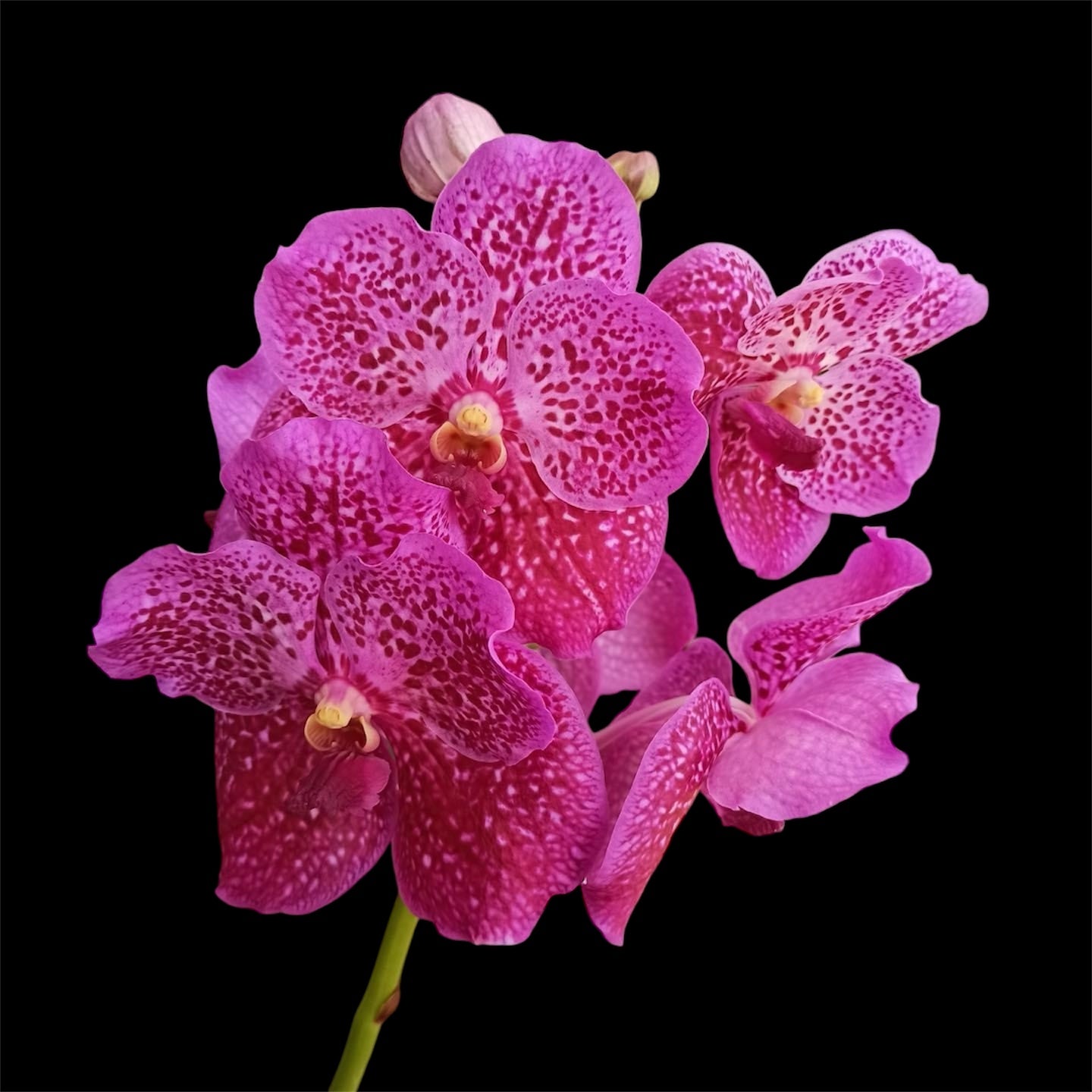 Vanda Dr. Anek x Vanda Blitz Hearthorb XL plants (SOME IN SPIKE , first come)