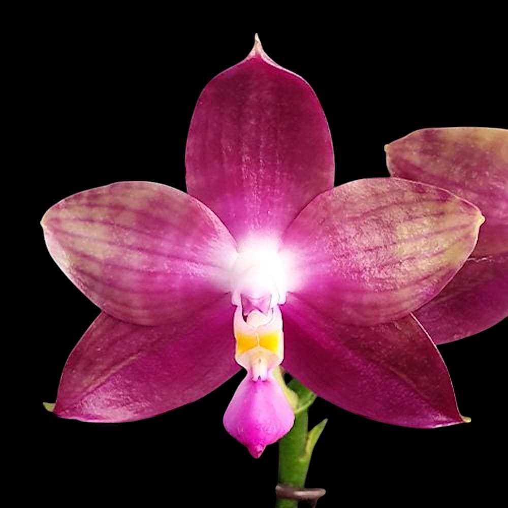 Phalaenopsis Miki Lola Girl Bear King