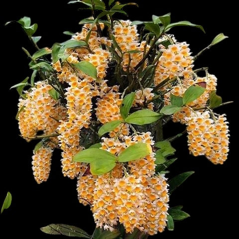 Dendrobium