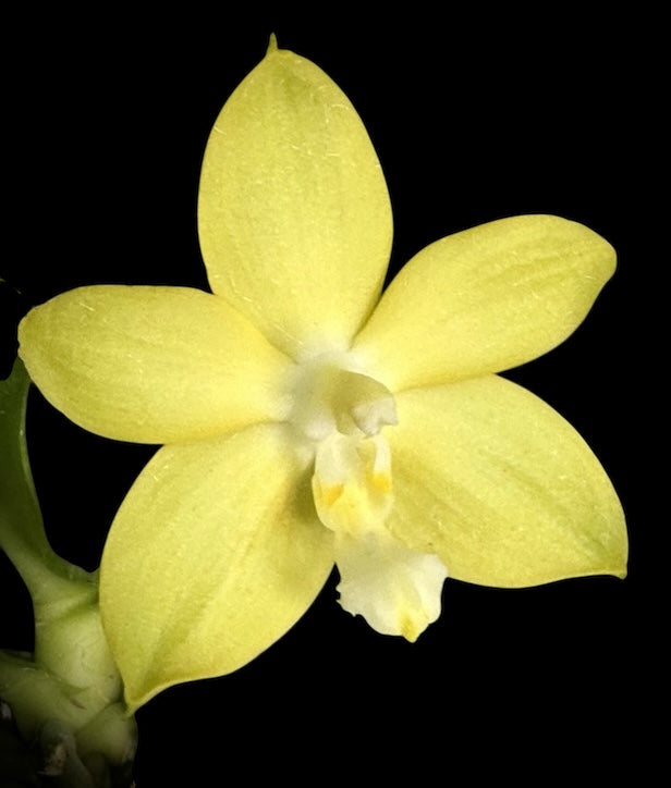Phalaenopsis Yangon Christmas ‘Honey Lemon’