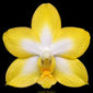Phalaenopsis Yuan Shan Sweet Girl