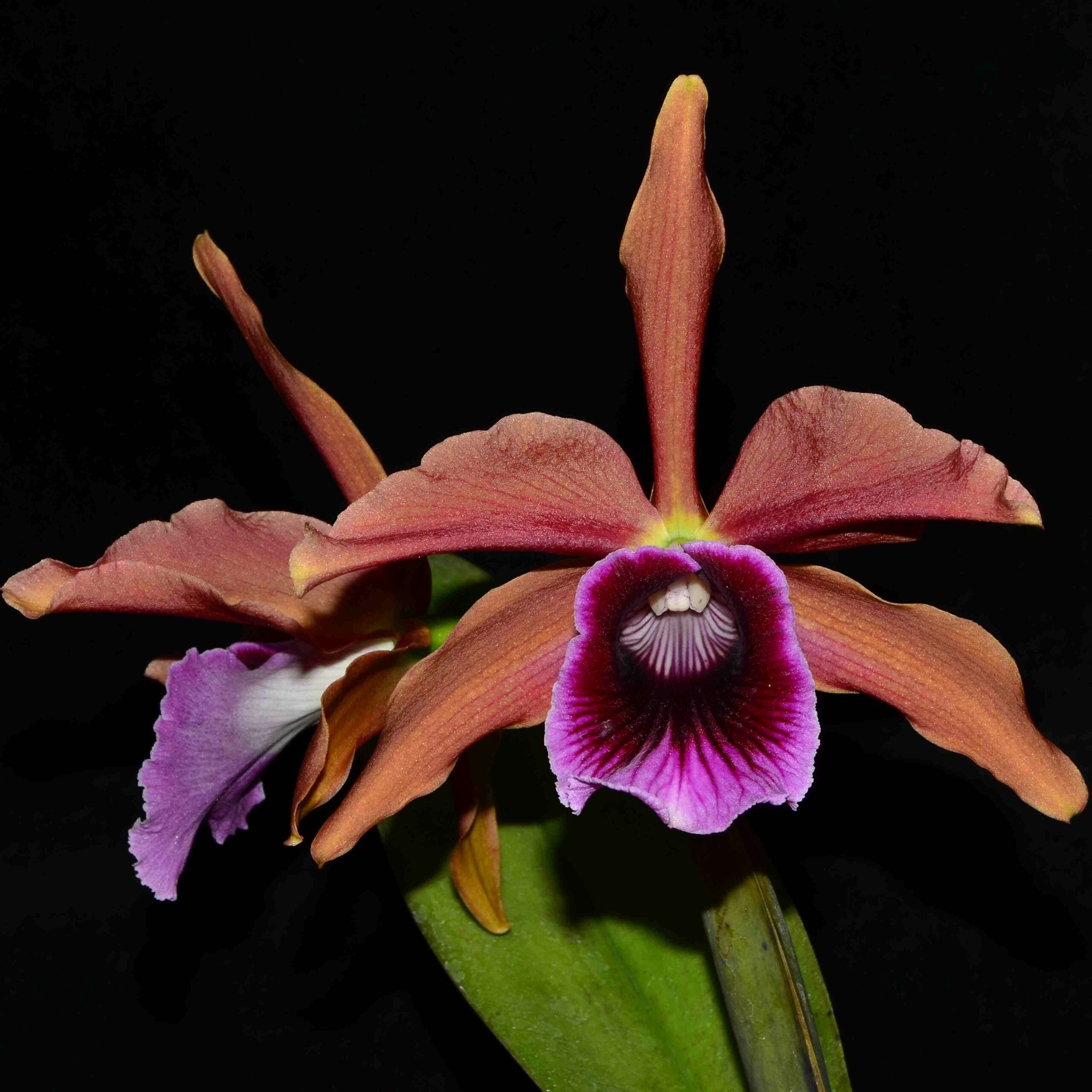 Laelia tenebrosa escura (‘Tedesco’ x ‘Cacau’)