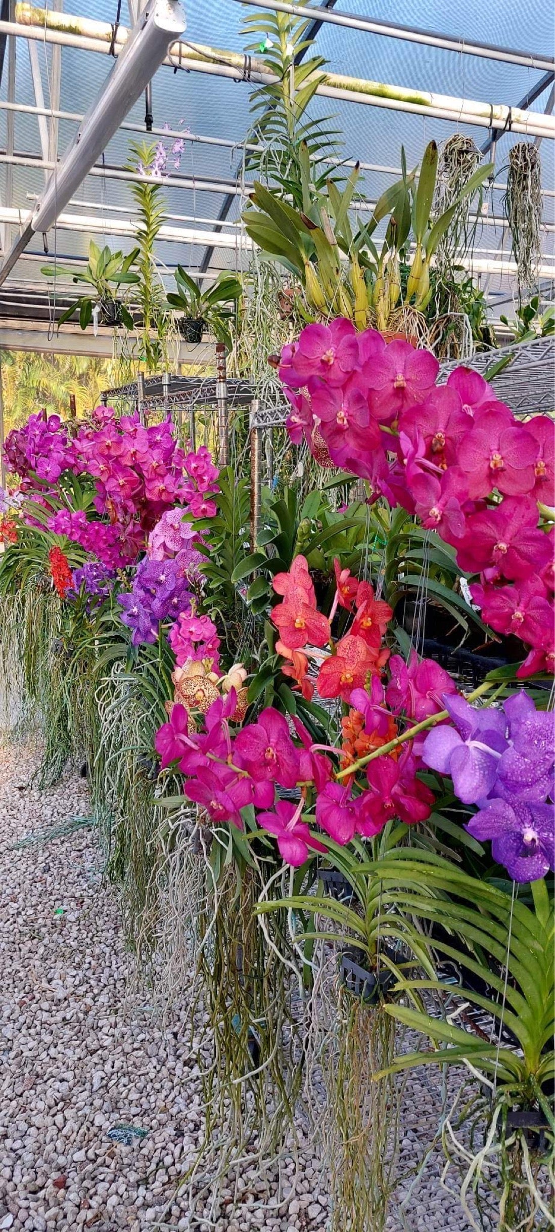 In flower spike Vanda growers Choice