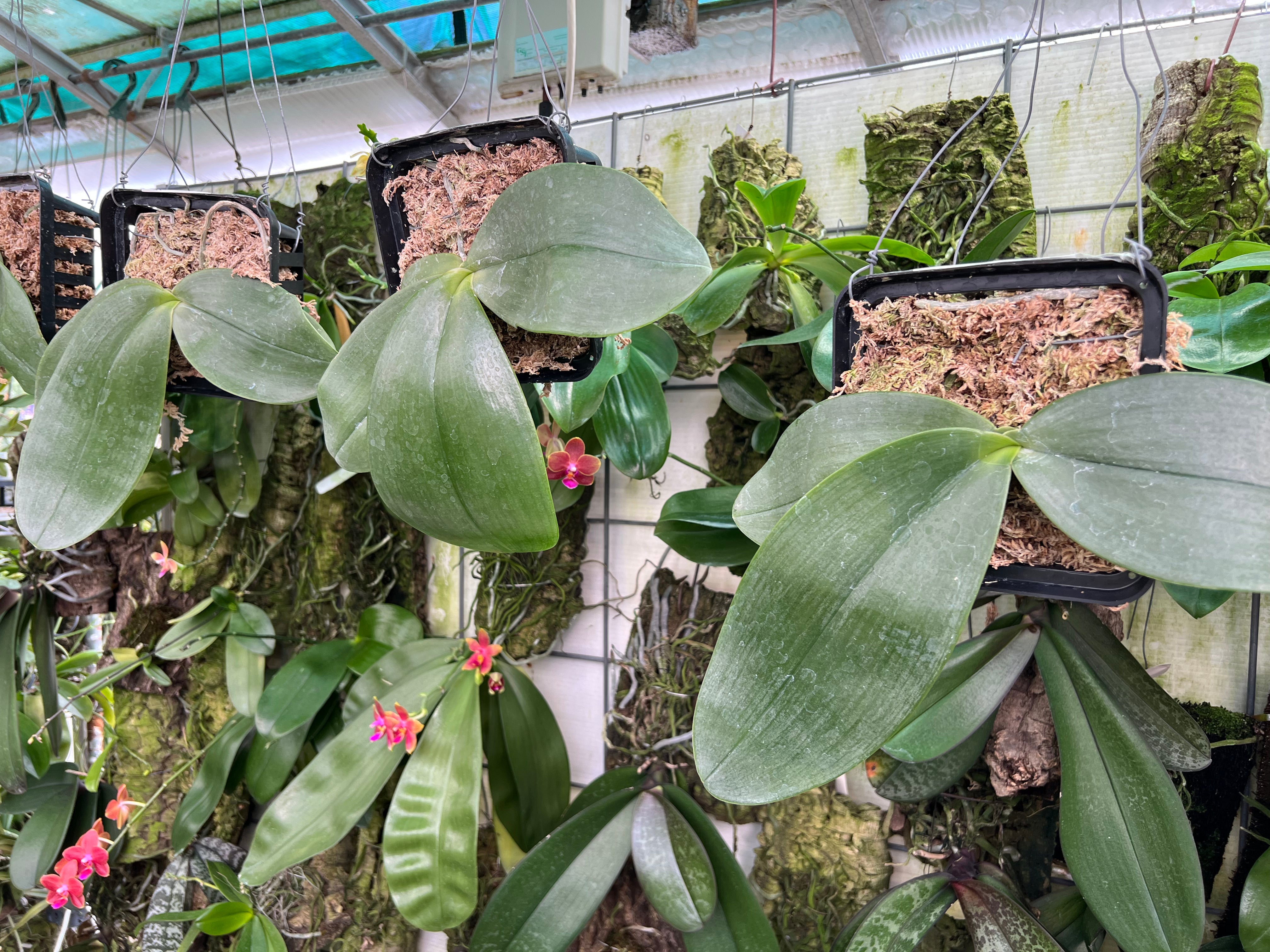 Phalaenopsis gigantea