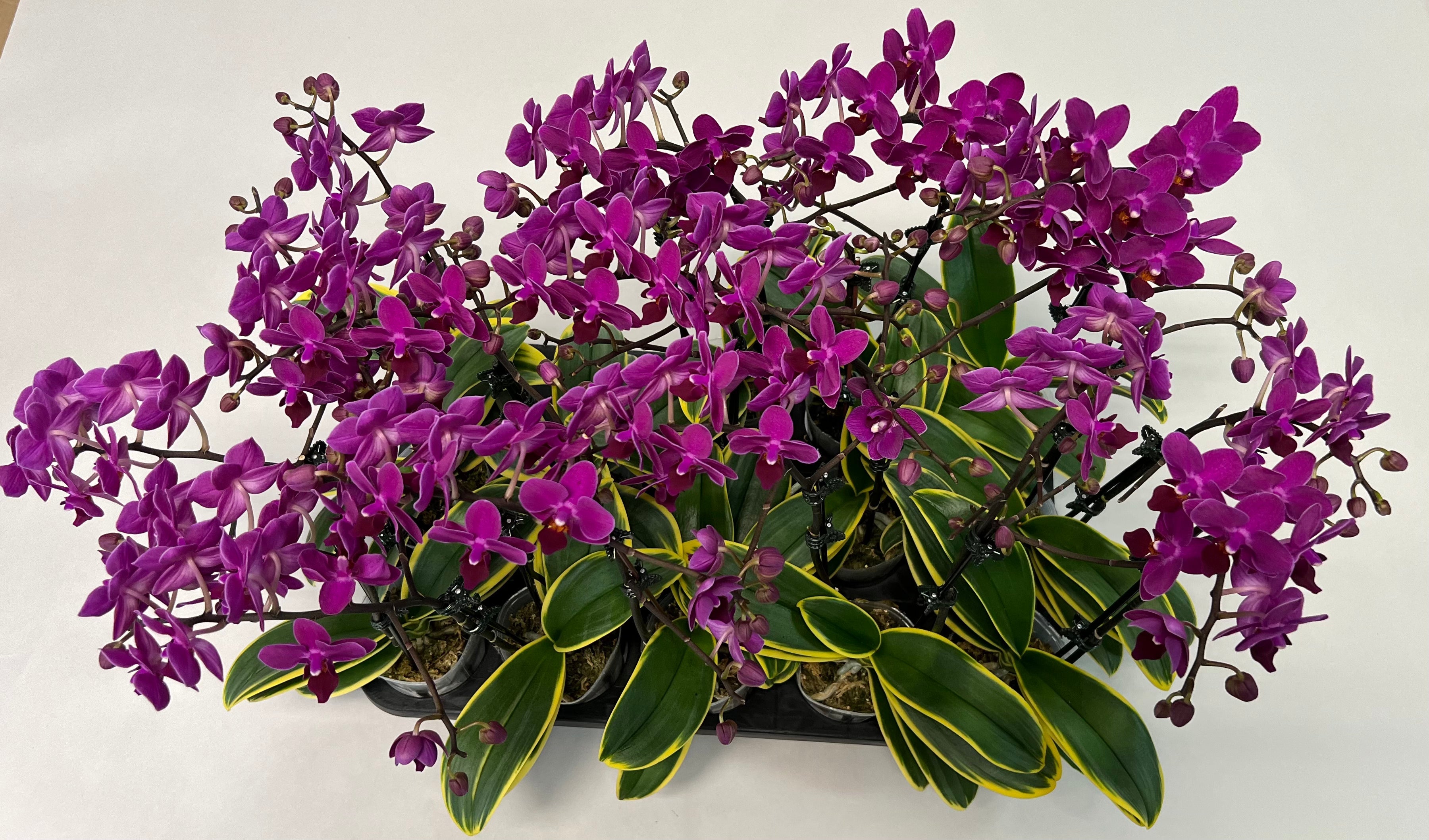 Phalaenopsis Sogo Yunlin IN SPIKE!