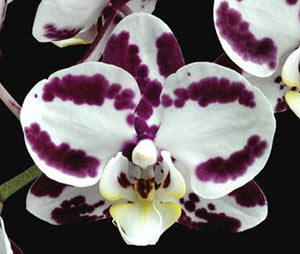 Phalaenopsis Fong Tien’s Amapearl (In flower/bud)