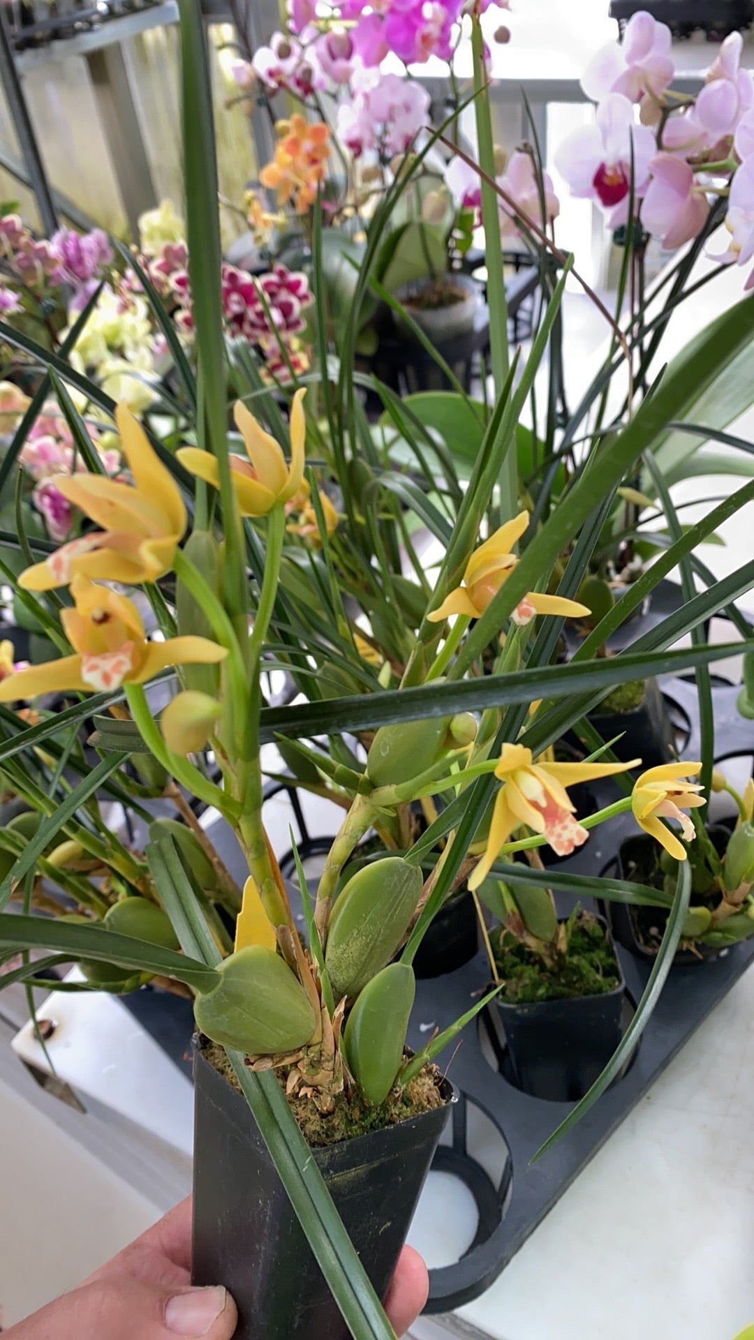 Maxillaria tenuifolia (yellow) ‘Yamada’ AM/AOS (IN FLOWER WHILE SUPPLIES LAST)