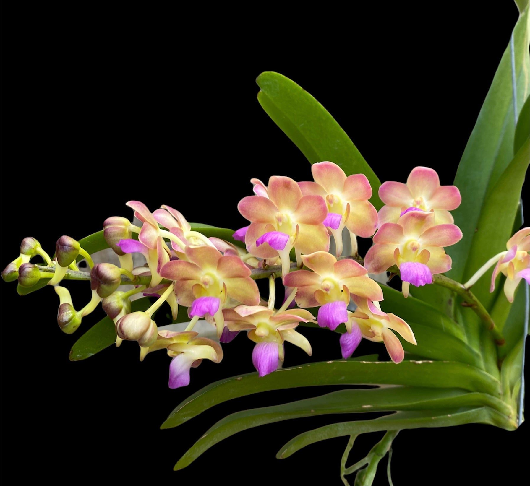 V. Bangkok Sunset x Rhynchostylis gigantea EXCLUSIVE. (XL PLANTS IN SPIKE) (Copy)