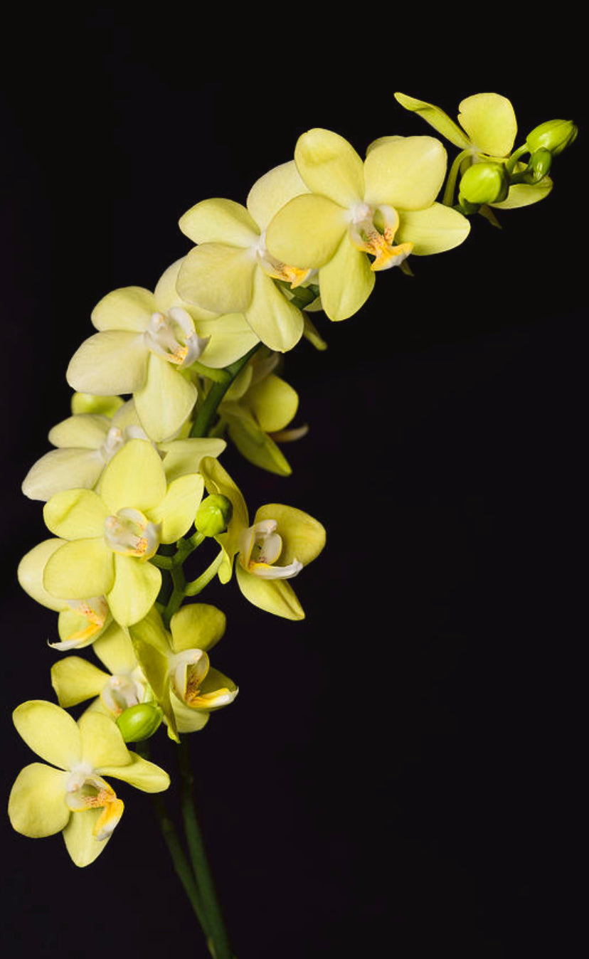 Phalaenopsis Taida Smile ‘Little Gold’(Taipei Gold x Timothy Christopher) (IN FLOWER)