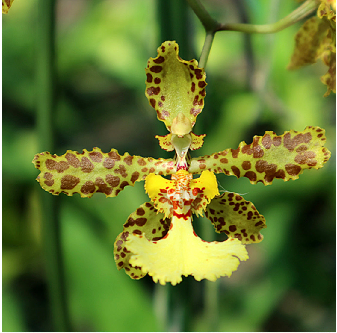 Trichocentrum stacii x Trichocentrum jonesianum