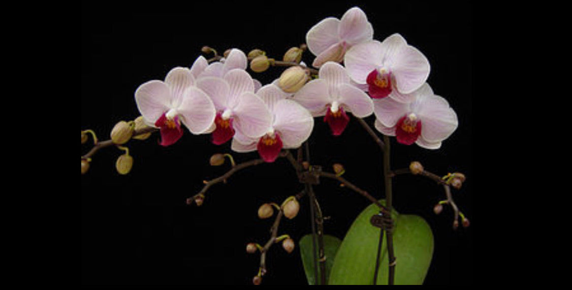 Phalaenopsis Little Gem Stripes