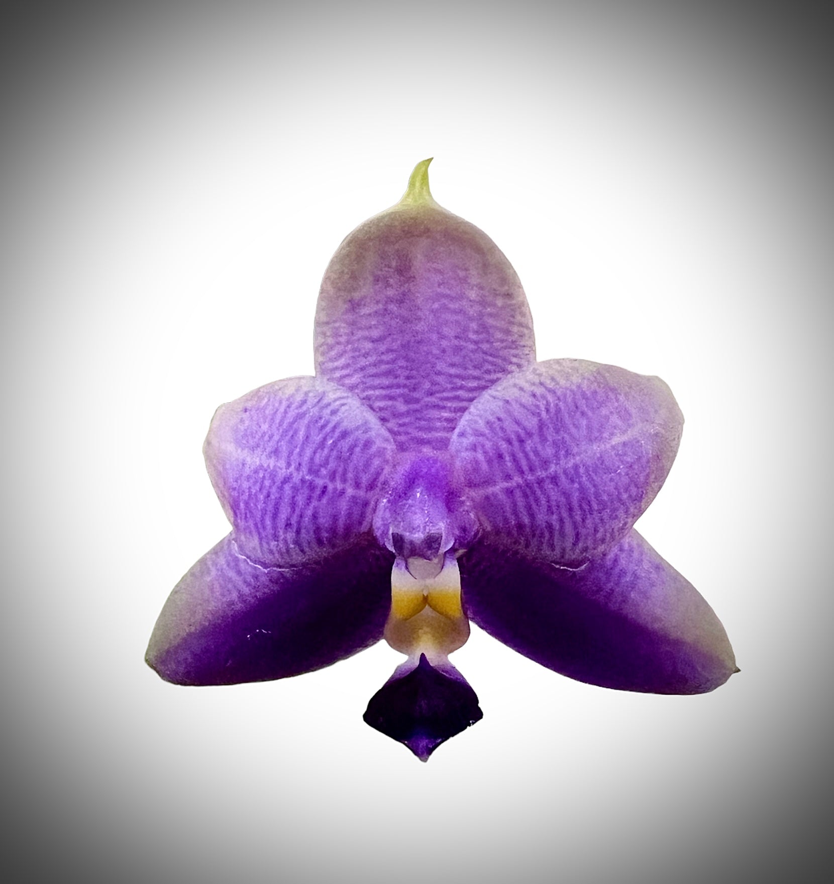 Phalaenopsis Samera var. Blue (extremely fragrant)