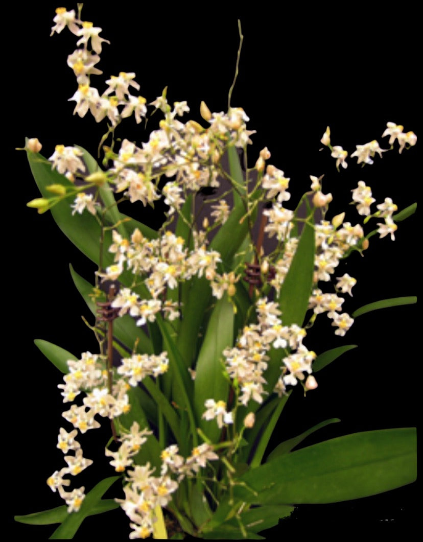 Oncidium Tsukuba Marguerite ‘NN#1’ (FRAGRANT) IN SPIKES