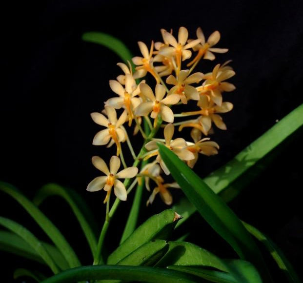 Ascofinetia Moonlight Firefly