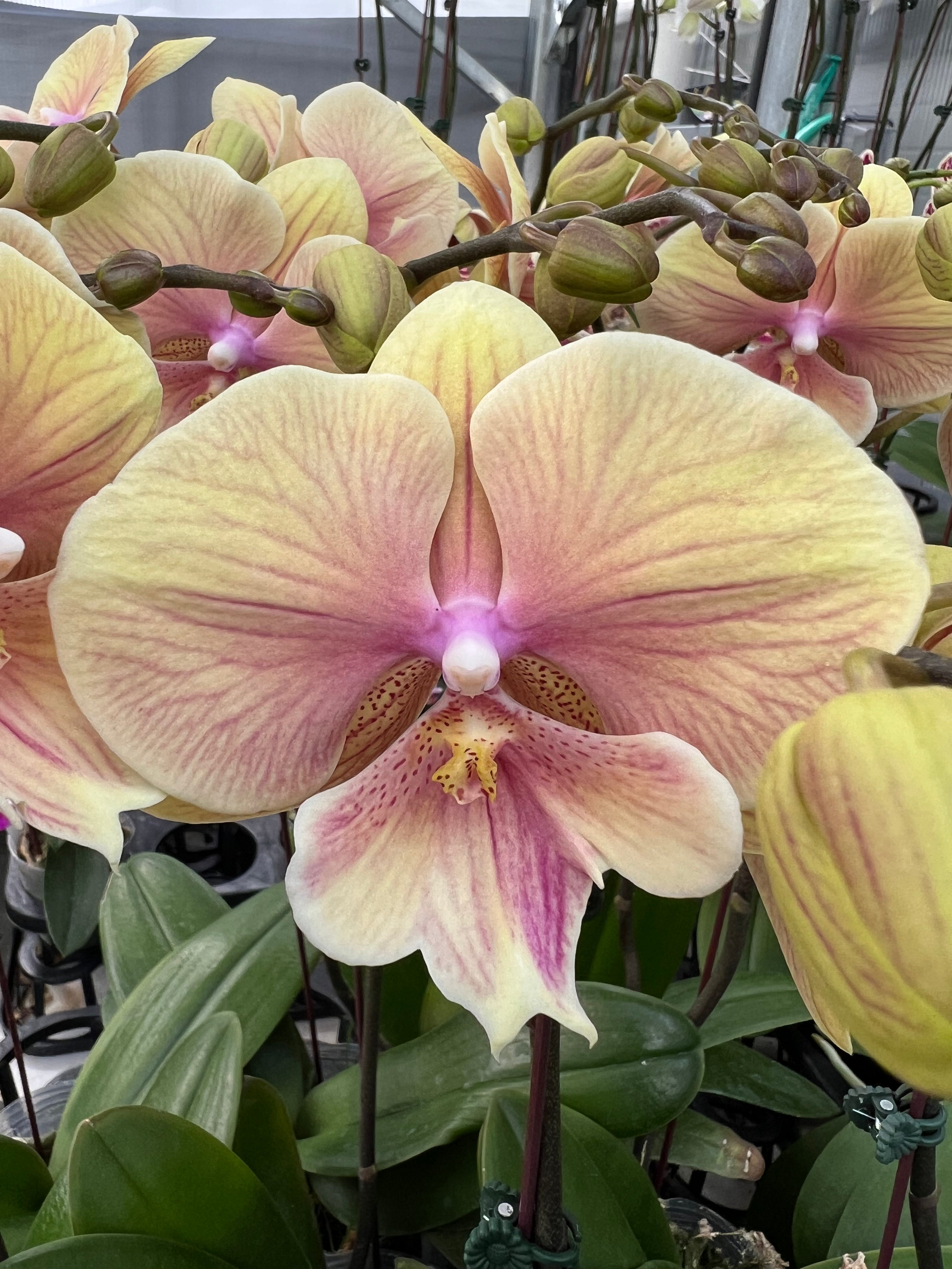 Phalaenopsis Harck Rainbow (In Flower)