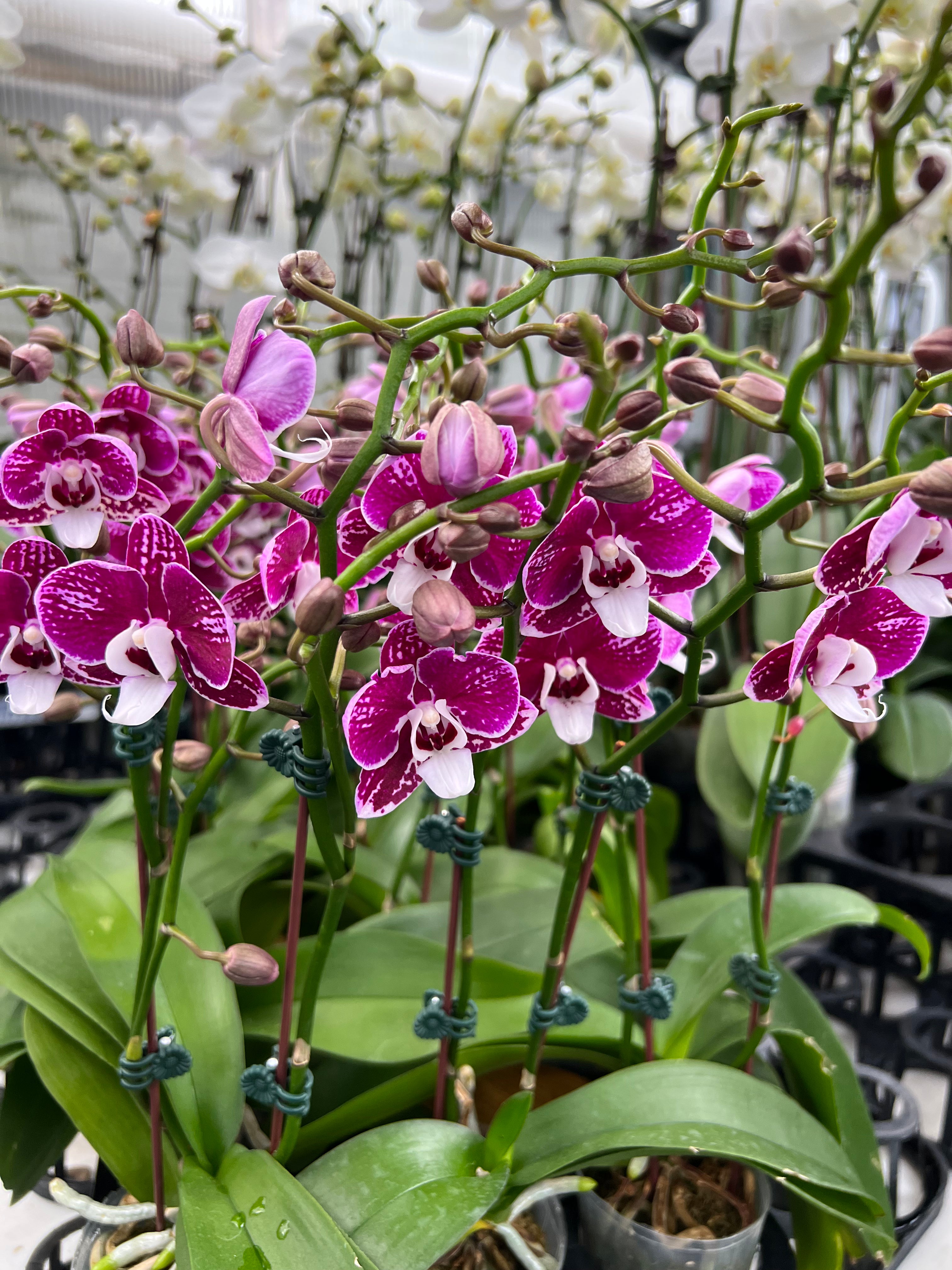 Phalaenopsis (Kaoda Twinkle x pulcherrima) plant only