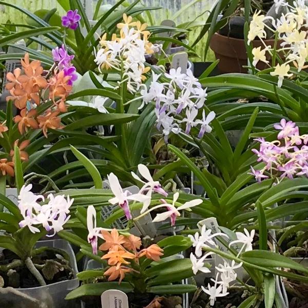 Orange tag Neofinetia falcata hybrids seedling 3 for $70
