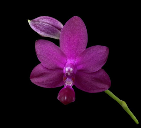 Phalaenopsis Sapphire’s Galah (EXTREMELY FRAGRANT)