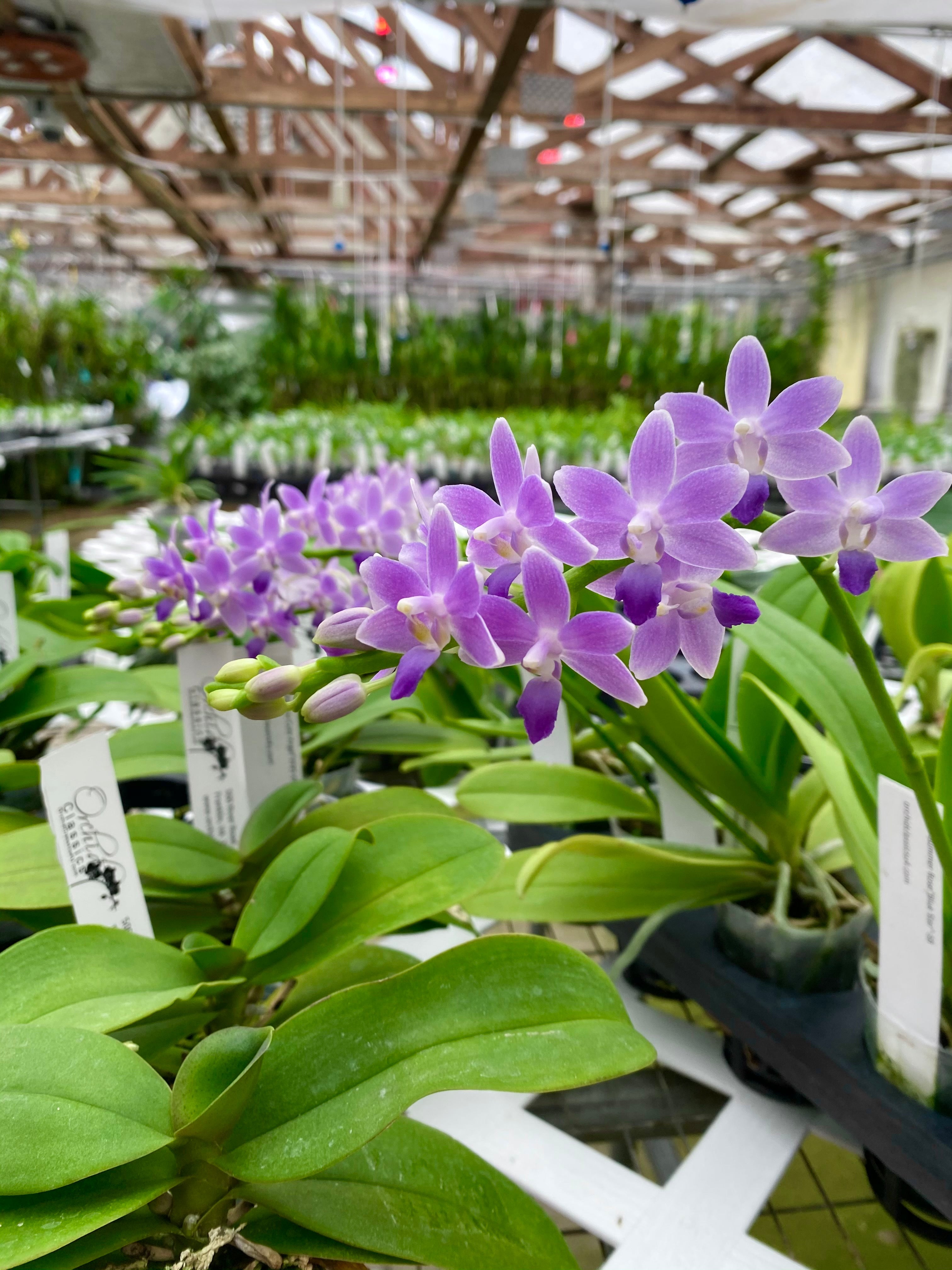 Phalaenopsis Summer Rose ‘Blue Star’
