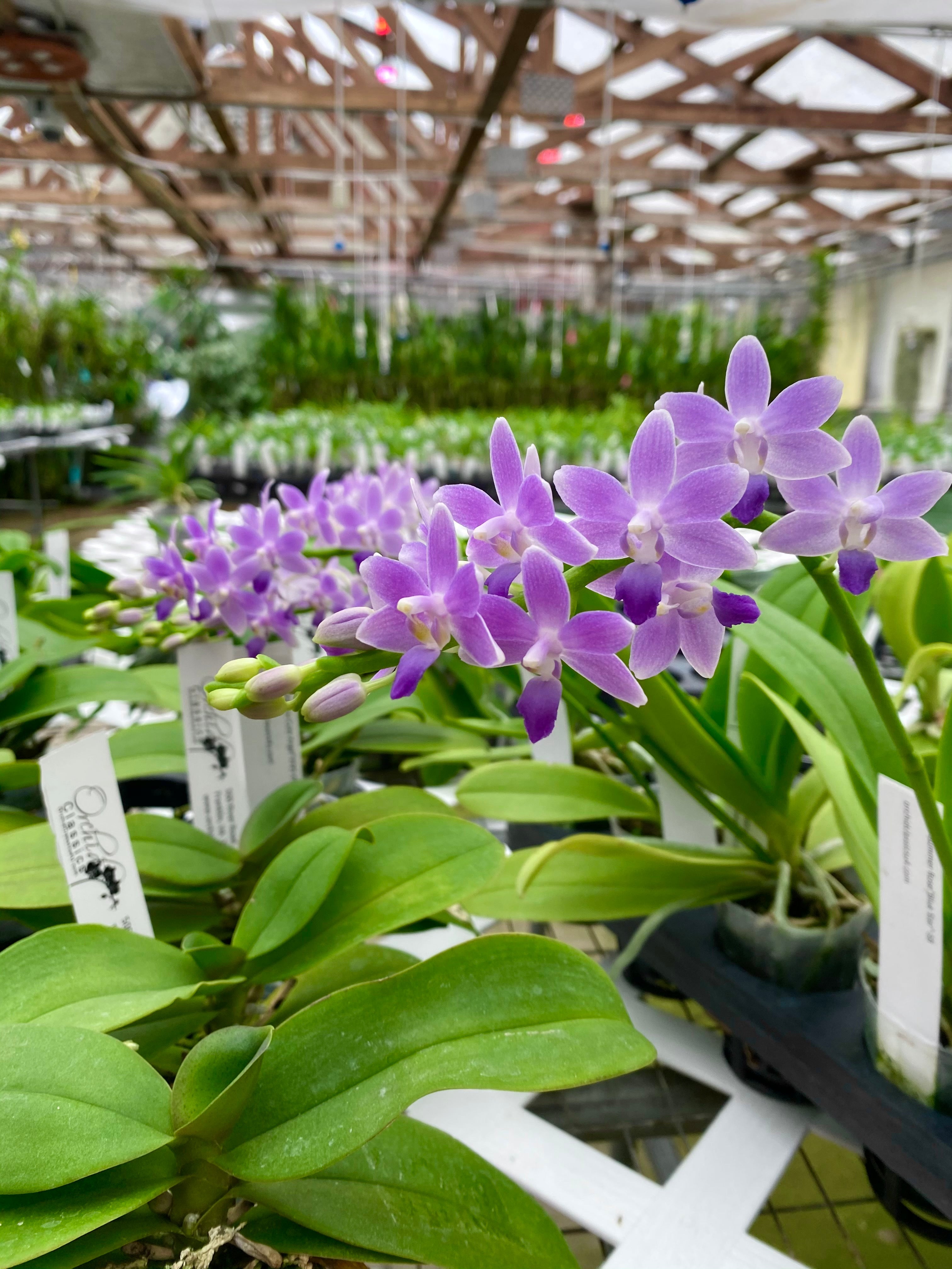 Phalaenopsis Summer  Rose ‘Blue Star’