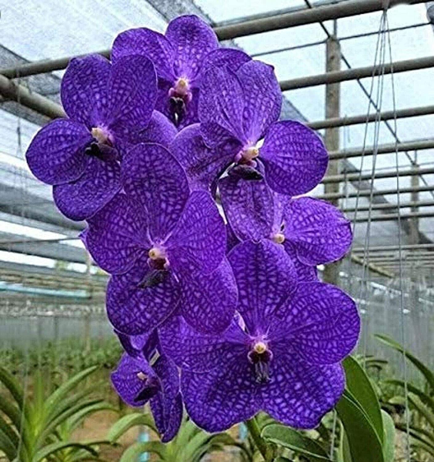 Vanda Karulea XL