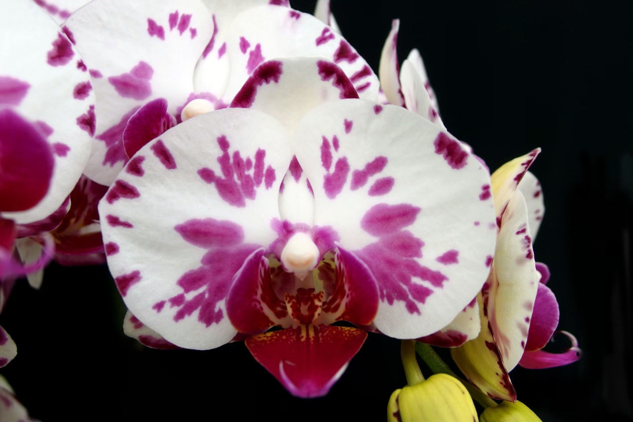 Phalaenopsis Ox Little Prince (in flower/bud)