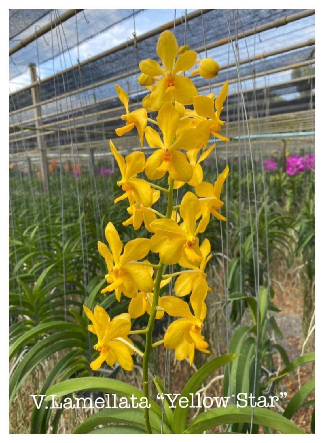 Vanda lameletta’Yellow Star’ (spiking)