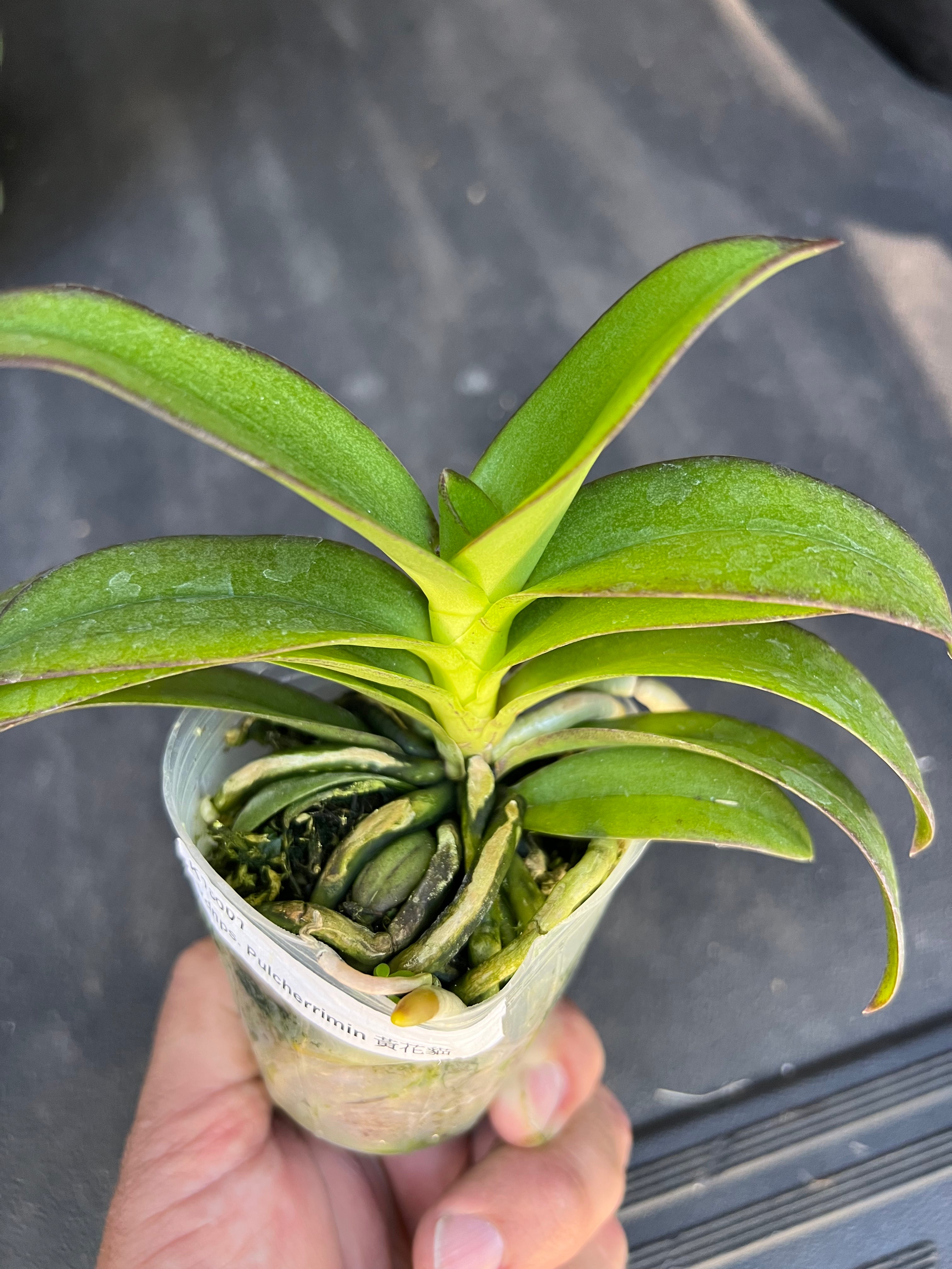 Vandaenopsis pulcherrimin