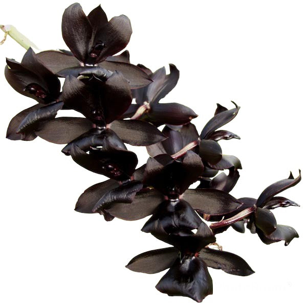 Monnierara Millenium Magic ‘Witchcraft’ AM/AOS