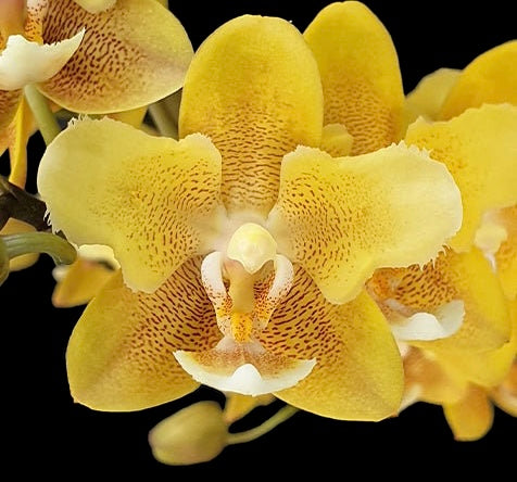 Phalaenopsis KS Balm Chocolate ‘2eyes ‘ peloric