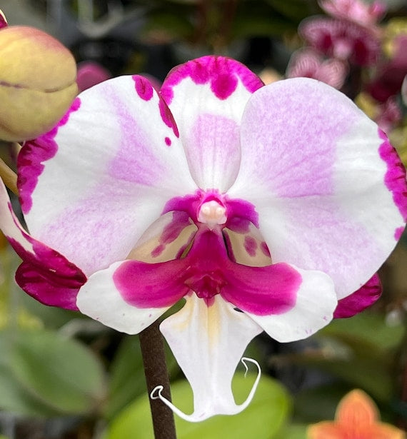 Phal King Car Dalmatian KC80479 (in flower)