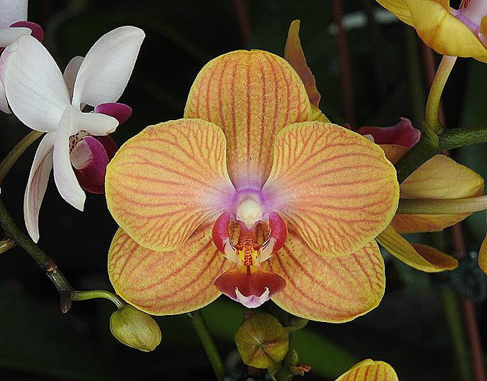 Phalaenopsis KS Pride (in spike )