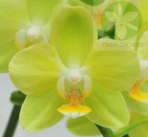 Phalaenopsis Taida Smile ‘Little Gold’(Taipei Gold x Timothy Christopher) (IN FLOWER)