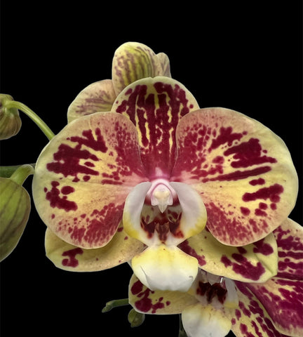 Phalaenopsis Ox Bravo “Ox 3032”