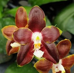 Phalaenopsis venosa