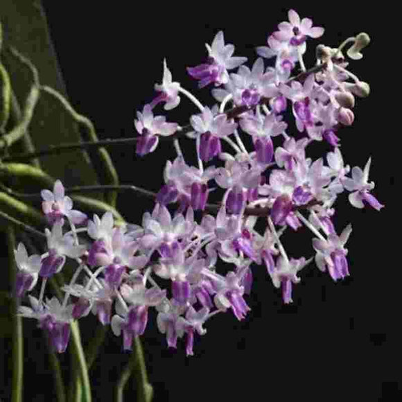 Vanda Teddy Bear (lamelleta x Seidenfadenia mitrata)