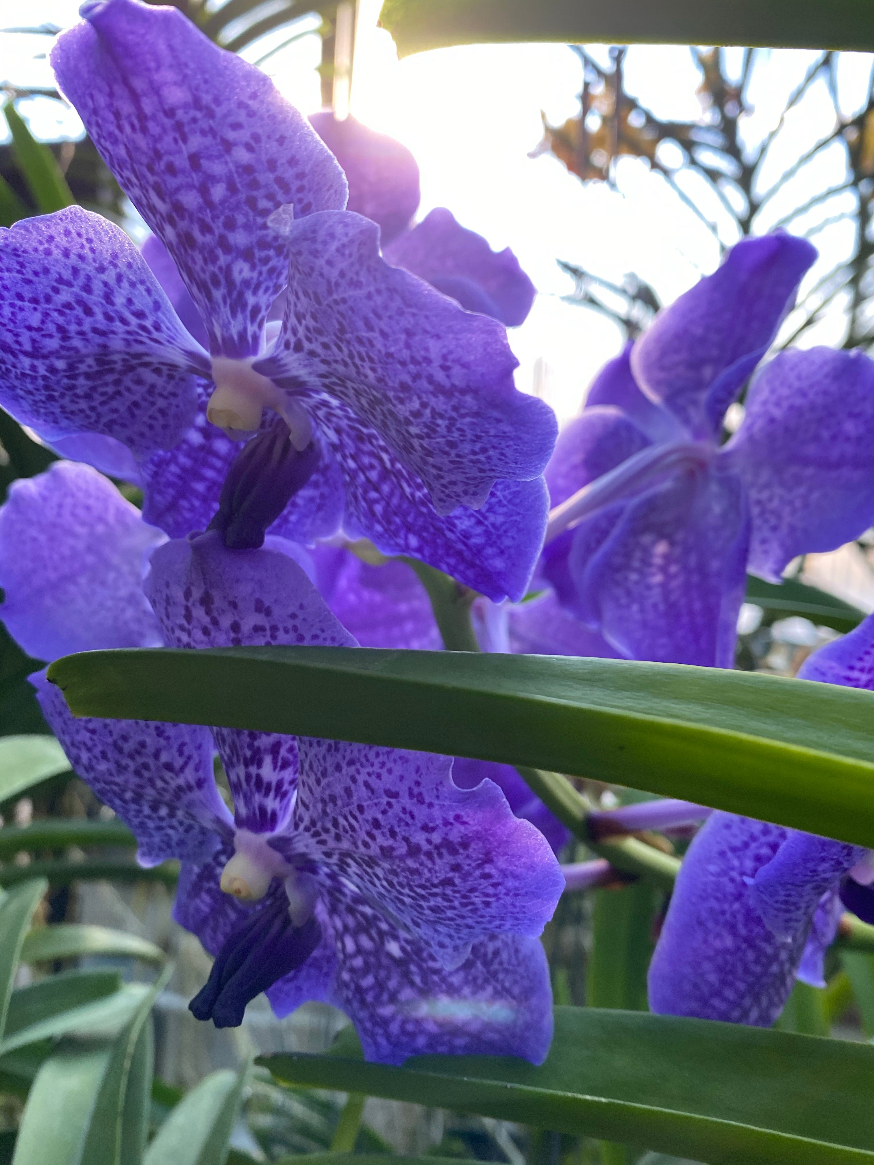 Vanda Pachara Delight FCC/TOGA