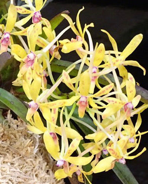 Aeridovanda Suzuka Pearl ( Vanda falcata x Aerides houlletiana)