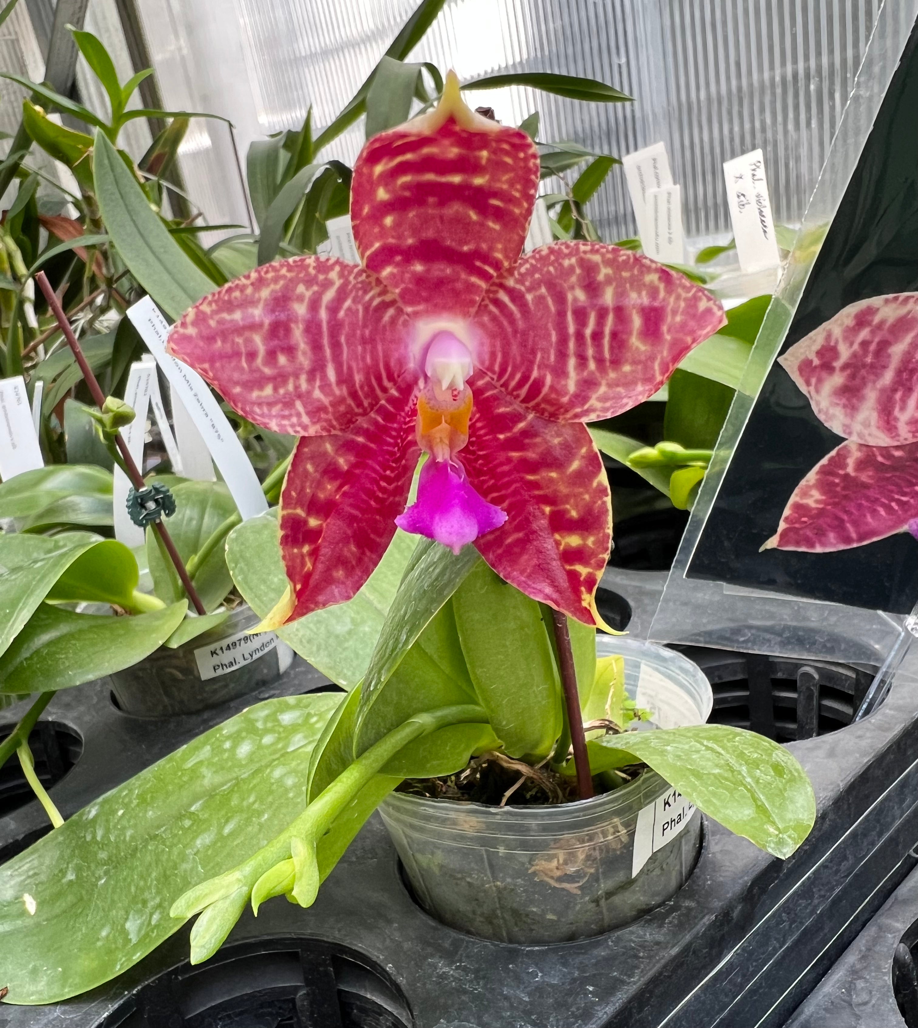 Phalaenopsis Lyndon mix Zebra ‘875’ (FRAGRANT)