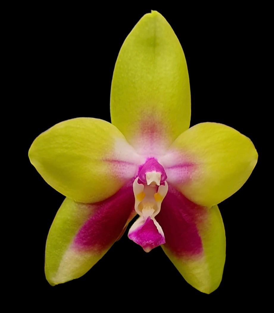 Phalaenopsis KS Happy Eagle (IN SPIKE)