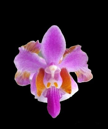 Phalaenopsis pulcherrima ’618’.