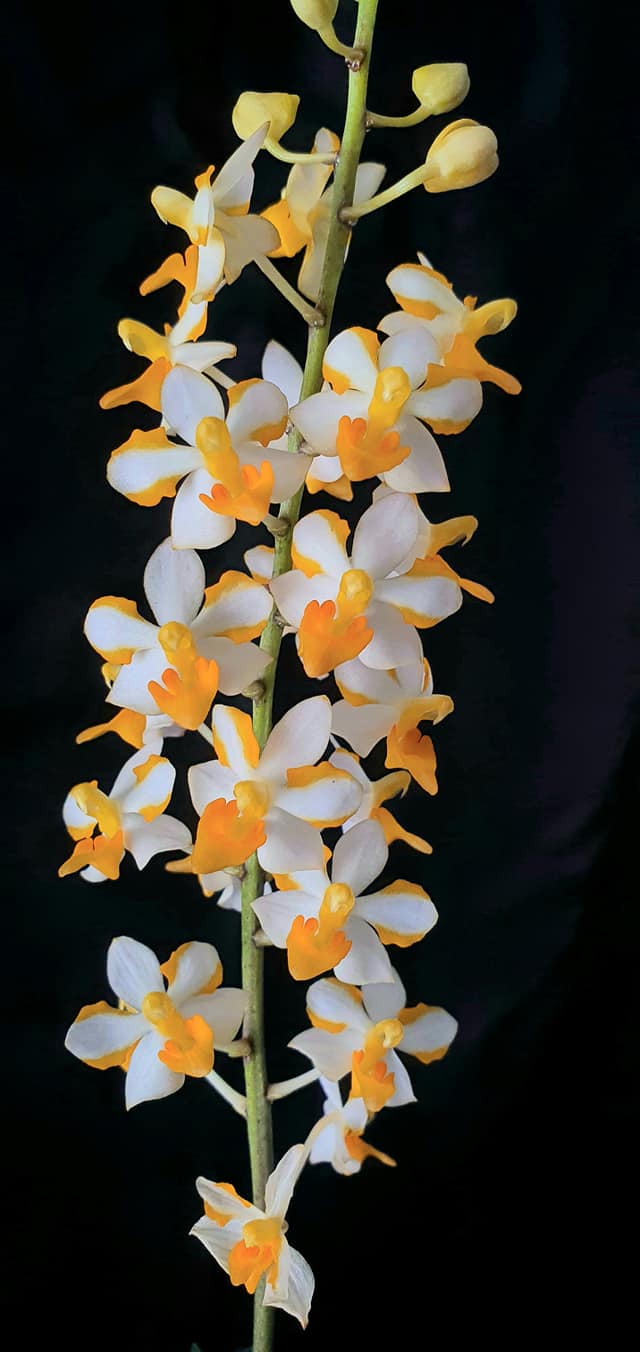 Vandaenopsis pulcherrimin