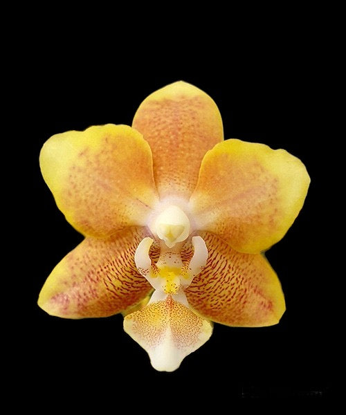 Phalaenopsis KS Fragrance