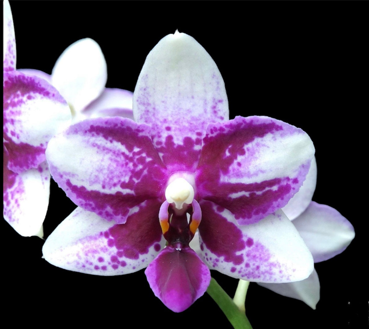 Phalaenopsis (Taisuco Midky -bellina) ‘Little Pixie’ FRAGRANT (Copy)