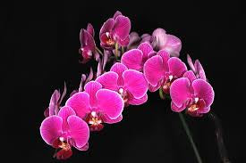 Phalaenopsis Ching Ann Diamond – Orchid Classics